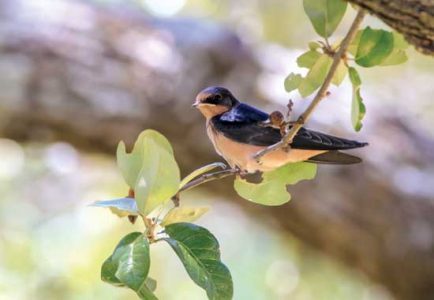 The Beautiful Barn Swallow Bird Image